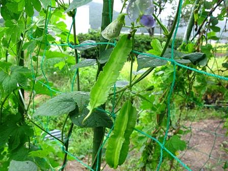 四角豆又の名ウリズン