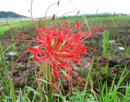 彼岸花と金子みすゞ