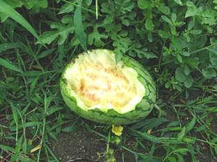 カラスにもて遊ばれたスイカ