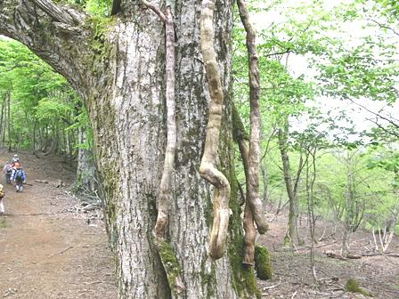 駒が岳（高島）の蔓が巻きついたミズナラの樹　