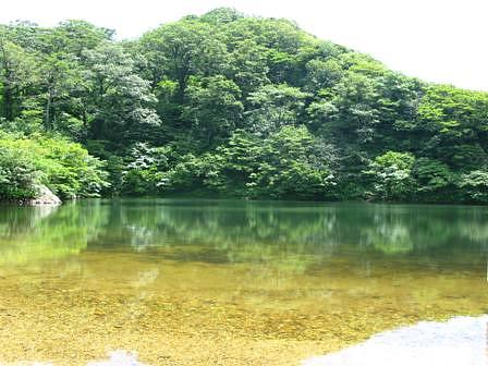 巨木トチノキのある夜叉ヶ池