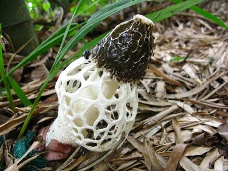 三上山キノコの女王（キヌガサタケ）