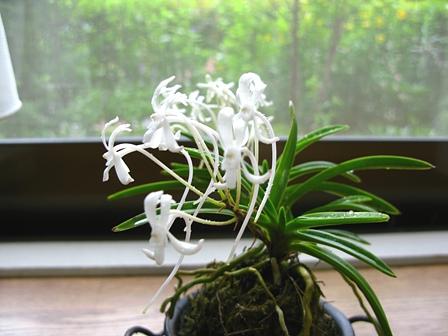 芳香を放つ風ラン