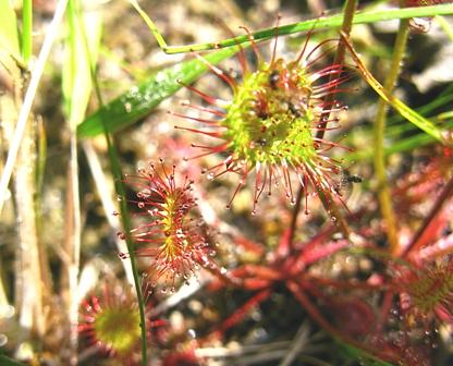 希望が丘食虫植物（コモウセンゴケ）