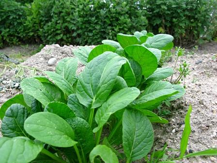 トウ立ちしないコマツナに驚き