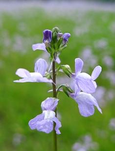 希望が丘マツバウンラン山野草