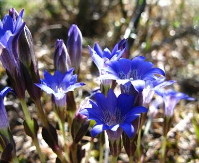 希望が丘ハルリンドウ