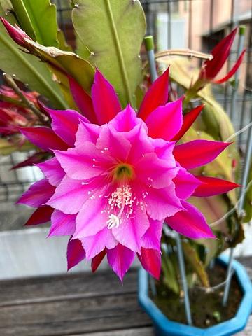 孔雀サボテン開花