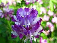 レンゲの中の三上山