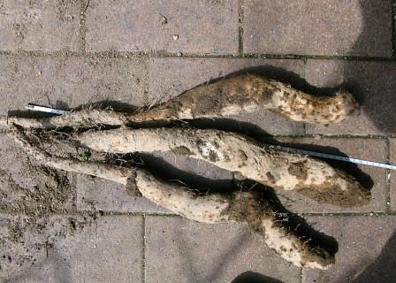 山芋栽培（３年もの ）