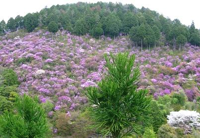 京都西明寺裏山のコバノミツバツツジ