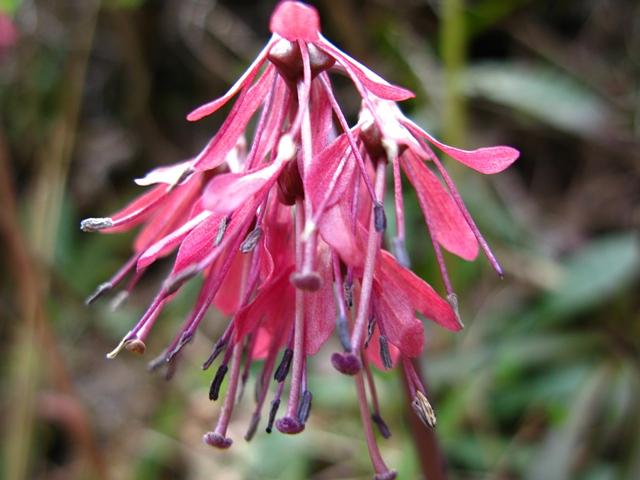 希望が丘ショウジョバカマ