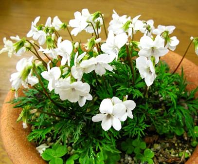 エイザンスミレそれともヒゴスミレ