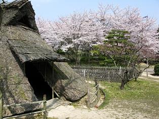 ソメイヨシノとバナナの将来