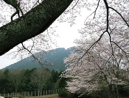 近江富士花緑公園から三上山