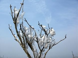 春を告げる福寿草の霊仙山