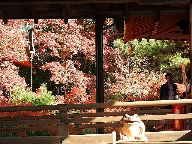 山科毘沙門堂紅葉
