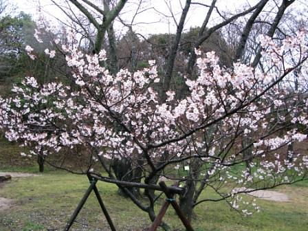 滋賀県の桜開花宣言どうなっているの