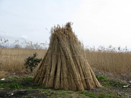 西の湖ヨシ刈り体験