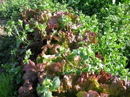 雑草の中で育てる美味しい野菜