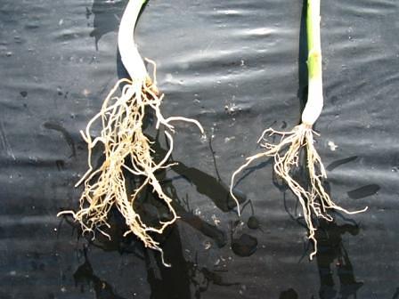 ぼかし肥の使い方