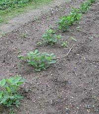 落花生 栽培・炒り方