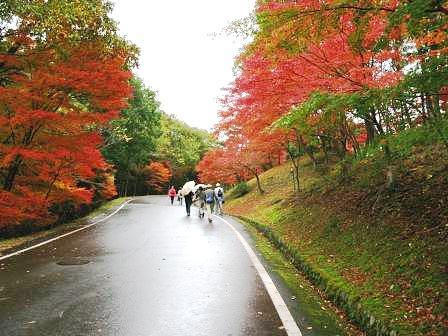 希望が丘紅葉の季節