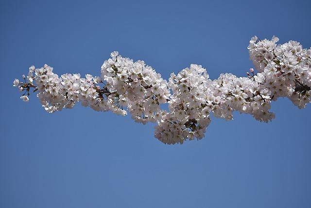 天高く桜の花