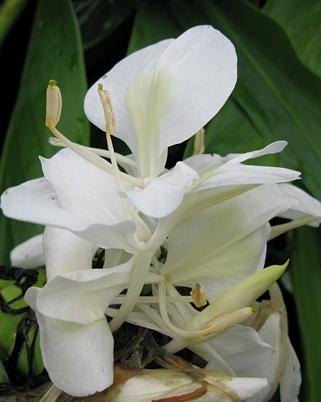 野に咲くジンジャーの花