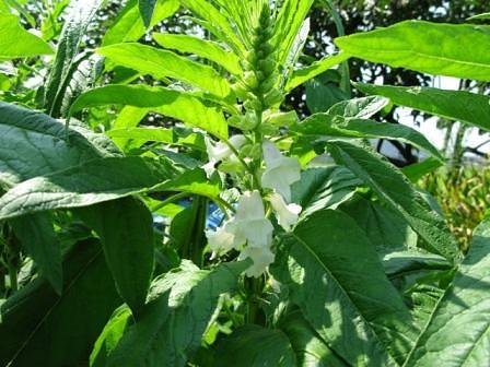 ゴマ作りに初挑戦