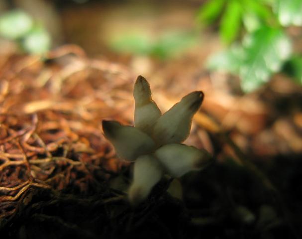 希望が丘のヒナノシャクジョウ希少野生動物種