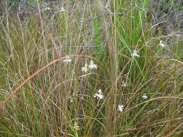希望が丘のサギソウ