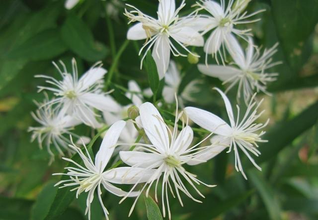 三上山山麓に仙人草