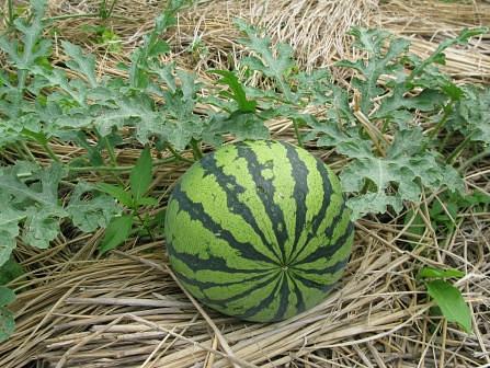 美味しいスイカの作り方