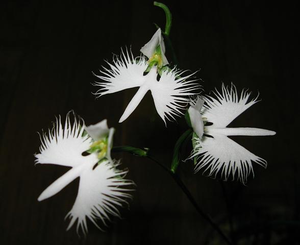 シラサギそれともサギソウ