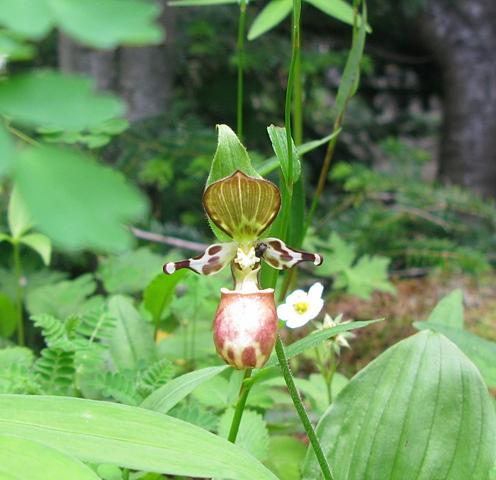 稀少種キバナアツモリソウ