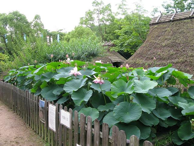 大賀ハス開花