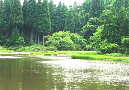 カキツバタ　平池