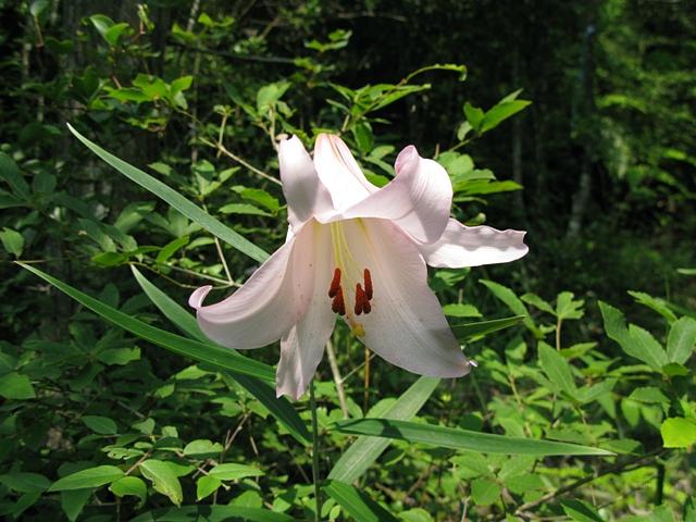 希望ガ丘のささゆり