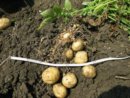 適正サイズのジャガイモ