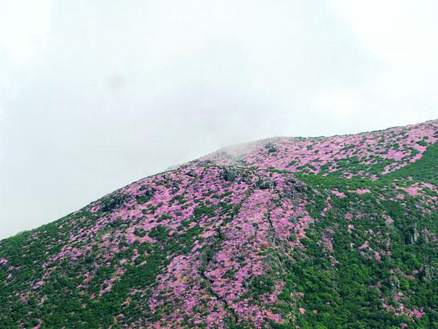 ミヤマキリシマの久住山の山旅