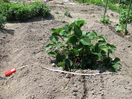 実を付けさせないイチゴ