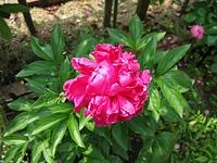 ヤマシャクヤク