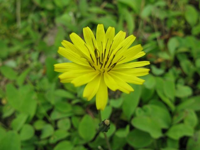 新型インフルエンザでジシバリ発見