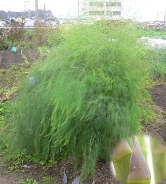 ７年越のアスパラガス