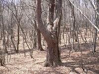 鈴鹿タイジョウ再挑戦