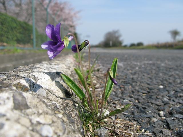 スミレの仲間探し