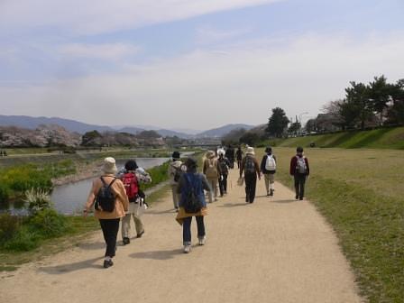 鴨川桜ウォーキング
