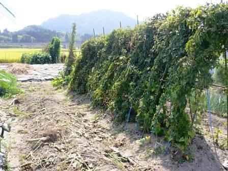 山芋４年もの栽培