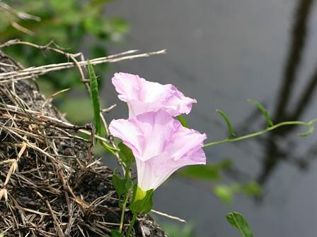 祇王井川水辺に咲く昼顔